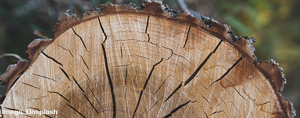 Tree rings reveal 400 years of rainfall patterns