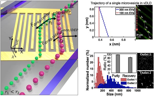 Precise acousto-electric sorting of submicron cell-secreted extracellular vesicles