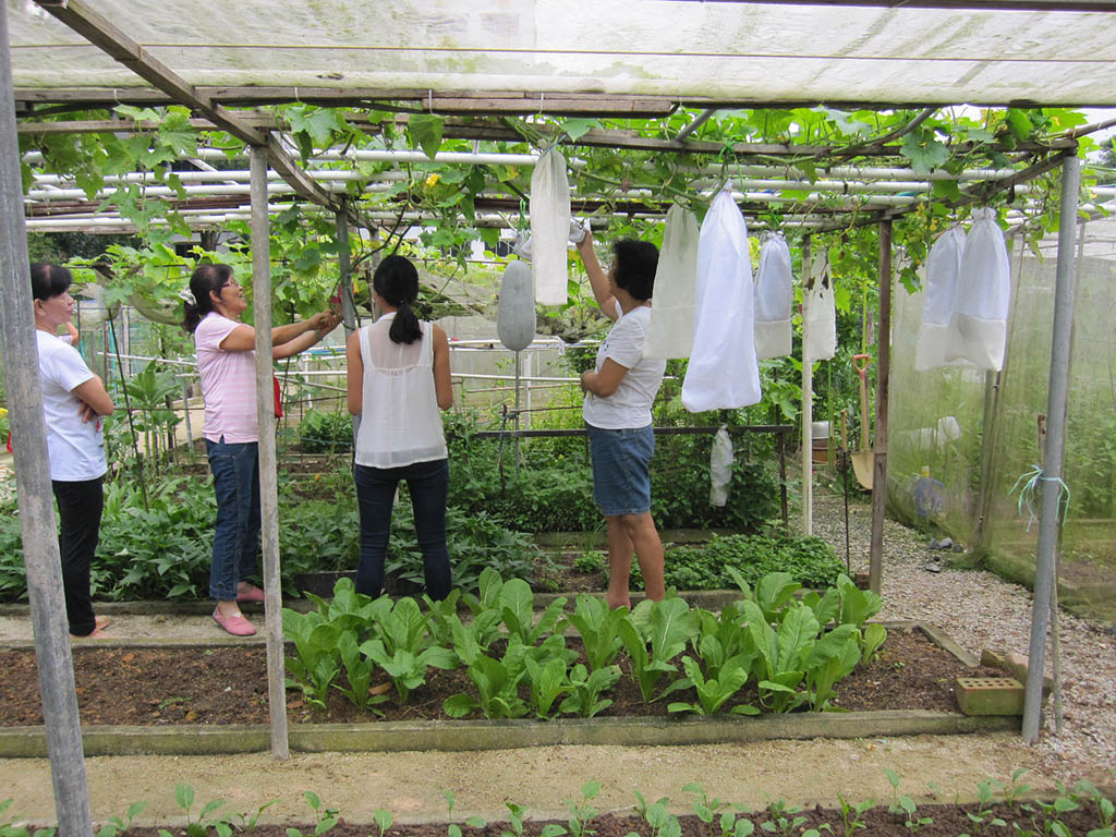 Ageing Urbanism Seniors and visual arts participation