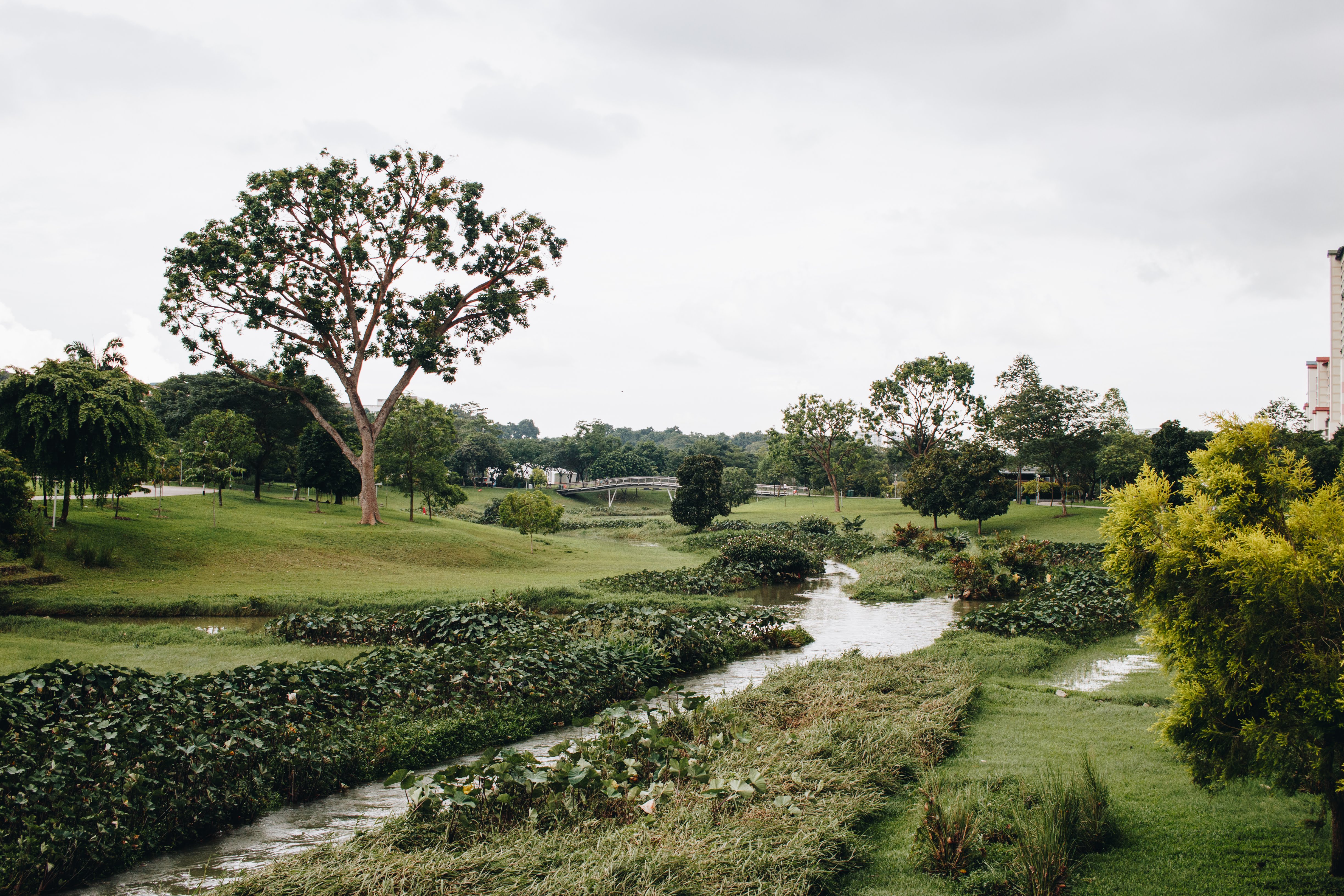 Human-Wildlife Interactions in a City in Nature
