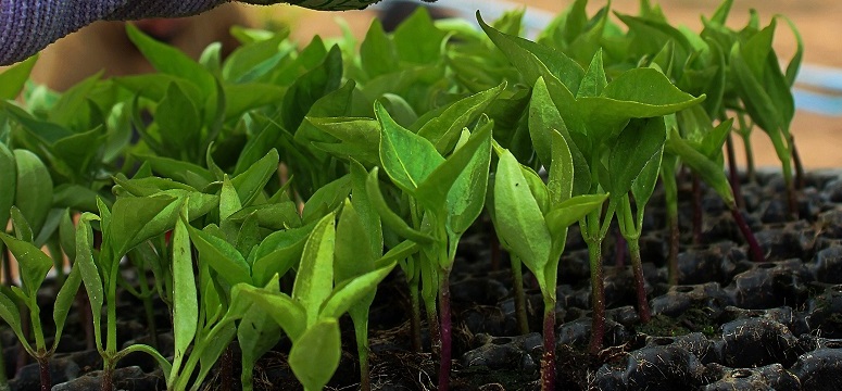 Human-centric Approach to Design Food Engineering Processes for Upcycling of Food Waste