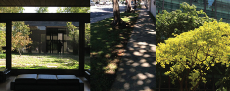 Measuring Light Through Trees for Daylight Simulations