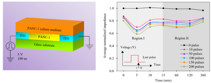 SUTD researchers leverage novel nanotechnology to control cells over long periods