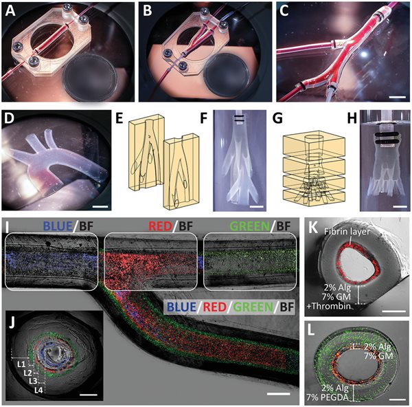 SUTD researchers turn to age-old molding technique to 3D-print cell-laden vascular models