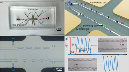 Microfluidic biophysical phenotyping for single cell analysis