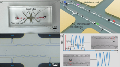 Microfluidic biophysical phenotyping for single cell analysis