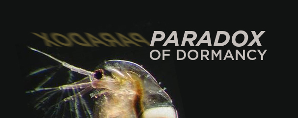 The paradox of dormancy Why sleep when you can eat