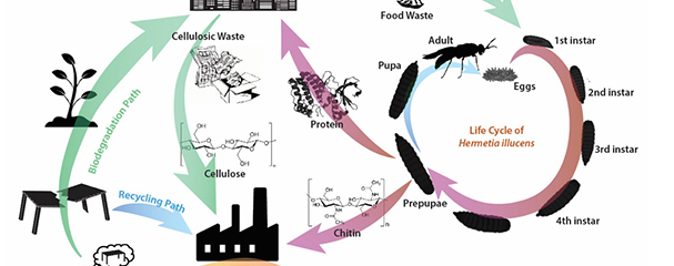 SUTD develops missing link to circular economy while tackling global waste