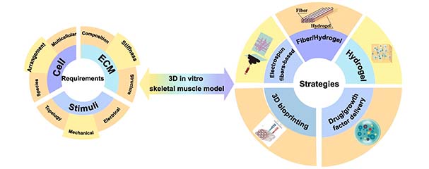 Research Reveals Insights into Bioprinted Skeletal Muscle Tissue Models