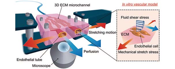 Novel and Simple Method to Engineer a Platform Mimicking Blood Vessels