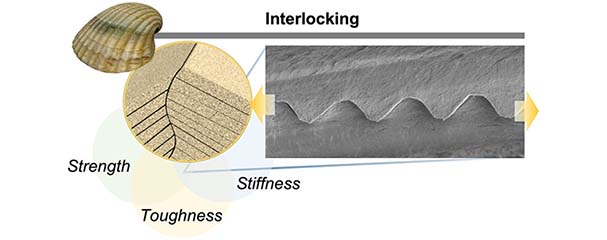 New material mimics strength toughness of mother of pearl