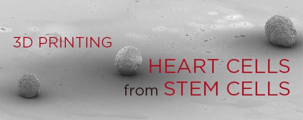 SUTD Researchers Create Heart Cells from Stem Cells using 3D Printing