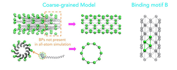 SUTD and MIT scientists first to simulate a large-scale virus M13